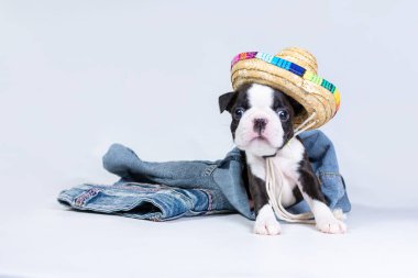 Gri bir arka planda, kovboy şapkası ve kot pantolon giyen sevimli Boston Terrier köpeği portresi. Seyahat ve rahat giysi kavramı.