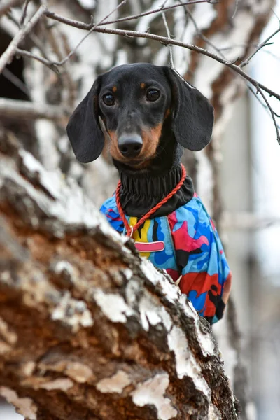 Dachshund köpeği bir ağaca tırmandı. Kötü havada köpekleri dolaştırmak. Köpekler için sıcak, zarif kıyafetler.