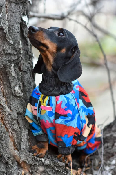 Dachshund Hunden Sitter Nära Ett Träd Med Hundar Dåligt Väder — Stockfoto