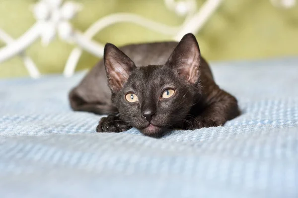 Cute kitten Ural Rex is lying in bed. The pet looks on curiously. Cozy home background — Stock Photo, Image