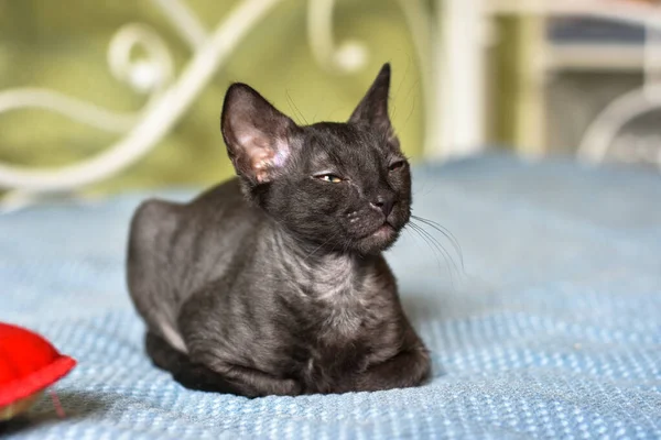 Adorable curly cat Ural Rex lies on the bed in front of the window — Stock Photo, Image