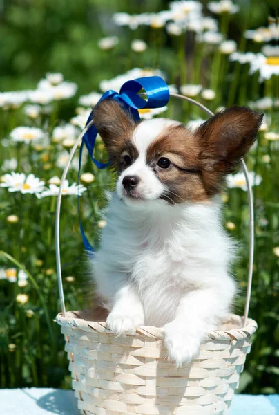 Papillon köpek yavrusu yaz sepetinde papatya çiçeklerinin arka planında mavi bir fiyonk ile. Güneşli bir yaz günü kavramı.