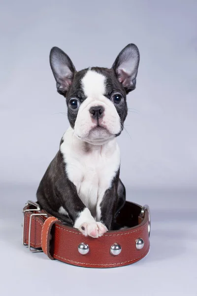 Boston Terrier Small Puppy Sits Large Collar Looks Camera Gray — Stock Photo, Image