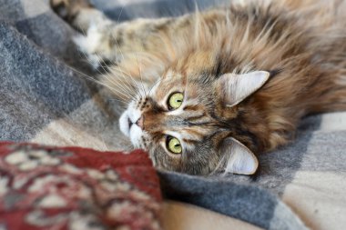 Maine Rakunu 'nun evcil kedisinin portresi gri bir battaniyenin üzerinde renkli torti besliyordu..