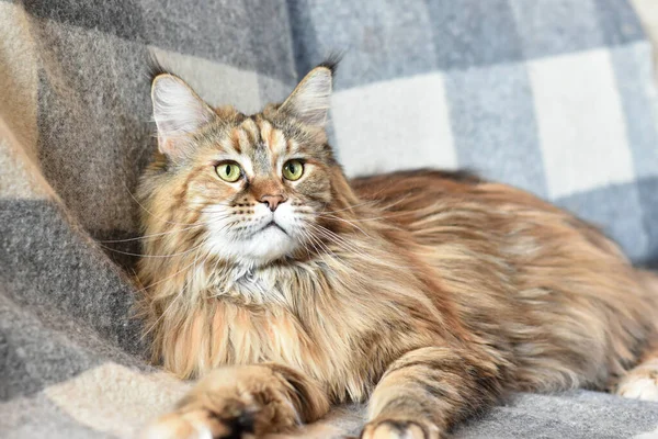 Portrait Domestic Cat Maine Coon Breed Color Torti Sofa Gray — Stock Photo, Image