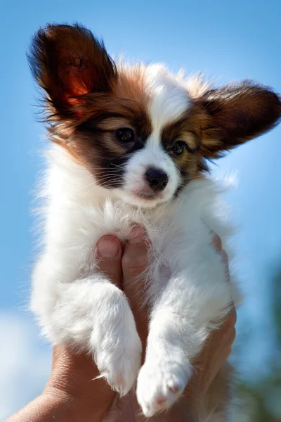 Ein Mann Hält Einen Papillonwelpen Hoch Kleiner Hund Vor Hellblauem — Stockfoto