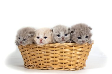 Hasır bir sepette oturan dört küçük İngiliz kedisi. İki haftalık. Beyaz arkaplanda izole.
