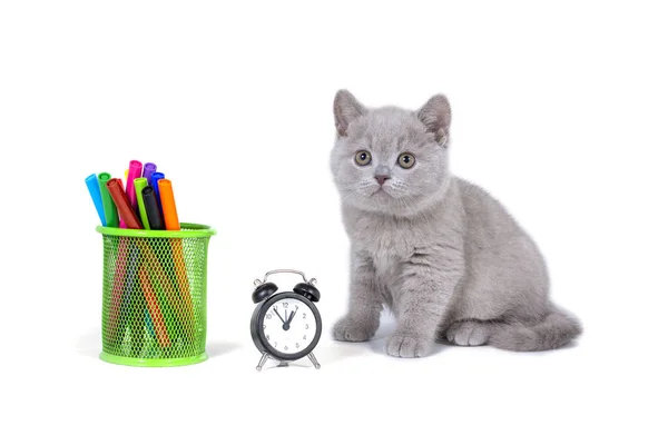 Saatin yanında oturan sevimli mor tüylü İngiliz kedi yavrusu, kalemler. Okula geri dön..