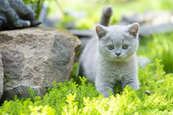 İngiliz mor Shorthair kedi yavrusu bahçede yürüyüş yapıyor, çimenlerde yürüyor ve dikkatlice bakıyor. Yeni bilgi kavramı.
