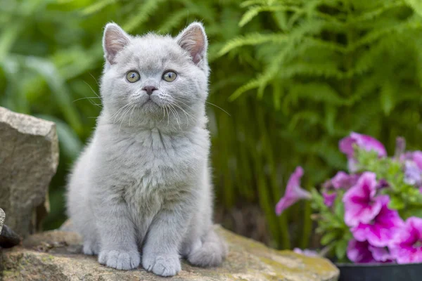 Britânico Gatinho Shorthair Sentado Uma Pedra Grama Close Contra Fundo — Fotografia de Stock