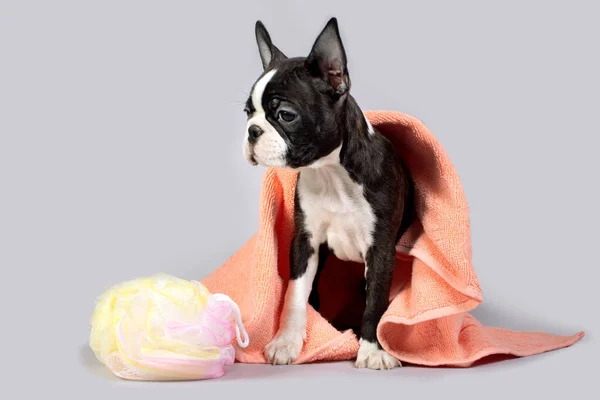 Boston Terrier Hund Efter Ett Bad Vikta Ett Badlakan Och — Stockfoto