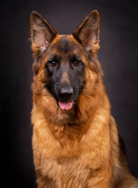 Gri arkaplan önünde Alman Çoban Köpeği portresi