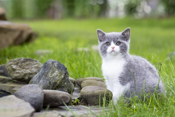 İngiliz Shorthair kedi yavrusu bahçede yürüyüş yapıyor, kayalarda oturuyor ve kameraya bakıyor. Renk mavisi iki renk.