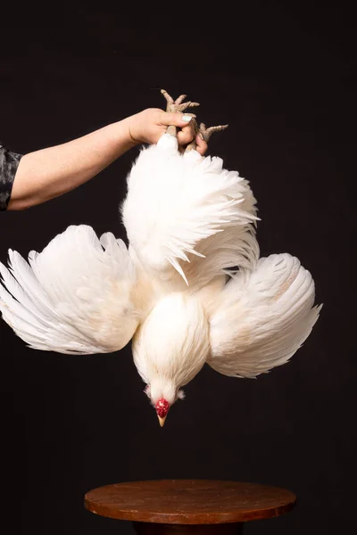 Organic Farmer Holds Chicken Legs Isolated Black Background — Stock Photo, Image