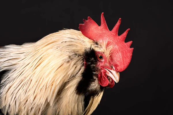 Close-up portrait of a rooster isolated on a black background, Faverolles chicken