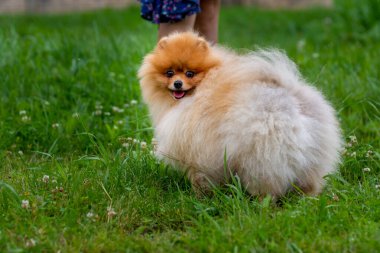 Tatlı pomeranya köpeği güneşli bir günde, sarı çiçeklerle çevrili bir bahar parkında oturuyor.