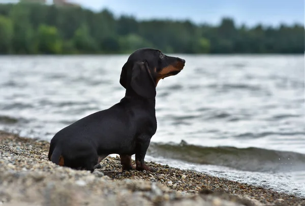 Dachshund raça cão, senta-se à noite na margem do lago no fundo da água e do céu . — Fotografia de Stock