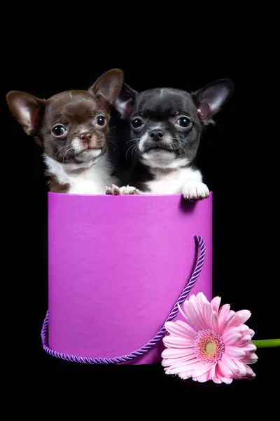 Chihuahua Dvě Malá Štěňátka Vykouknout Růžové Krabice Vánoční Dárek Izolované — Stock fotografie