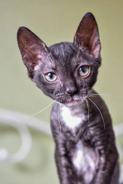 Portrait Kitten Ural Rex Green Eyes Close — Stock Photo, Image