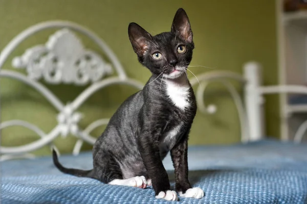 Küçük siyah bir kedi yavrusu Ural Rex yatakta oturuyor. Modern bir evin içinde sevimli bir hayvan.
