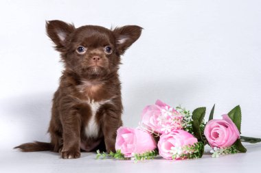 Küçük çikolatalı küçük Chihuahua yavrusu, Stüdyoda beyaz arka planda, çok renkli çiçeklerin yanında oturuyor.