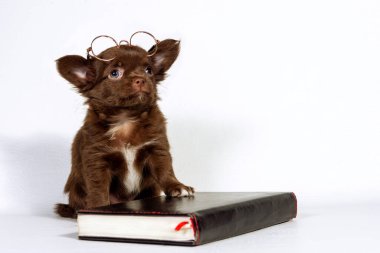Gözlüklü küçük bir Chihuahua köpeği bir kitabın yanında oturuyor. Evde eğitim kavramı