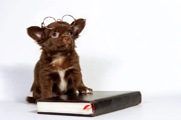 Gözlüklü küçük bir Chihuahua köpeği bir kitabın yanında oturuyor. Evde eğitim kavramı