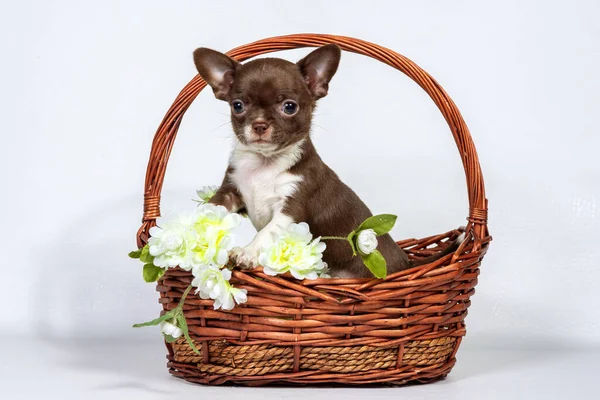 Pequeno Cachorro Chihuahua Senta Uma Cesta Vime Decorada Com Flores — Fotografia de Stock