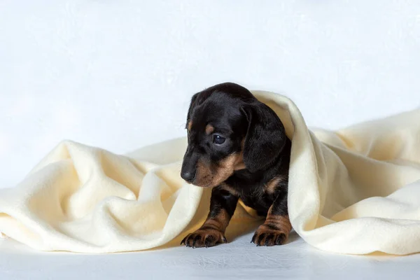 Açık sarı bir battaniyenin altında küçük bir Dachshund köpeği. Soğuk kış havasında, evcil hayvanınızı battaniyenin altında sıcak tutun. Evde kalma kavramı