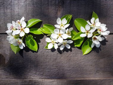 Eski ahşap arka planda armut ağacı çiçekleri. Bir yazıt için boş yer