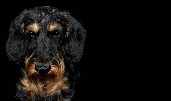 Porträtt Hund Ras Wirehaired Taxar Svart Bakgrund Tittar Ilsket Kameran — Stockfoto