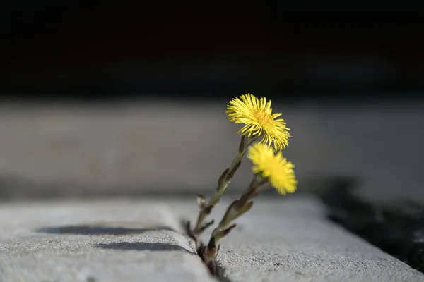 Flor Amarela Crescendo Rua Conceito Esperança Natureza Cidade — Fotografia de Stock