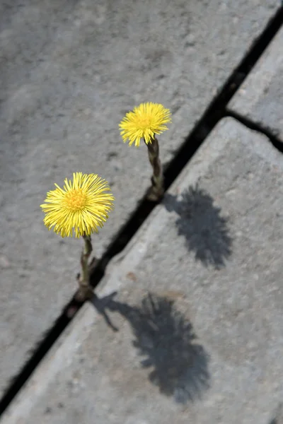 Fiore Giallo Che Cresce Strada Concetto Speranza Natura Città — Foto Stock