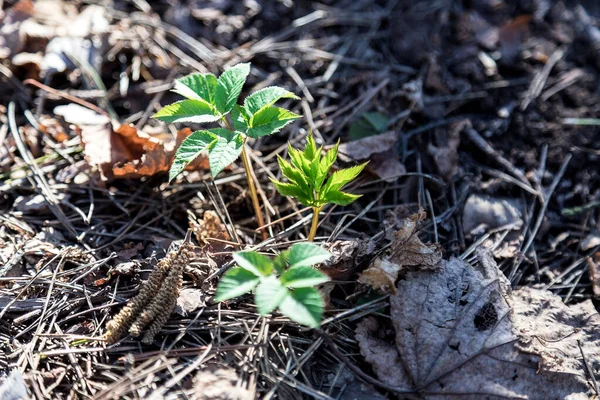 Bahar Geliyor Geçen Yılın Yaşlı Yapraklarından Genç Bir Yeşil Filiz — Stok fotoğraf