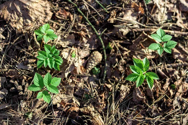 Fond Naturel Vue Dessus Jeunes Pousses Vertes Ont Émergé Des — Photo