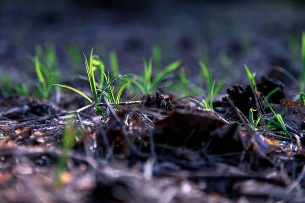 Bahar Güneşi Yeşil Çimenleri Aydınlatır Bahar Geldi Işık Koyu Bir — Stok fotoğraf