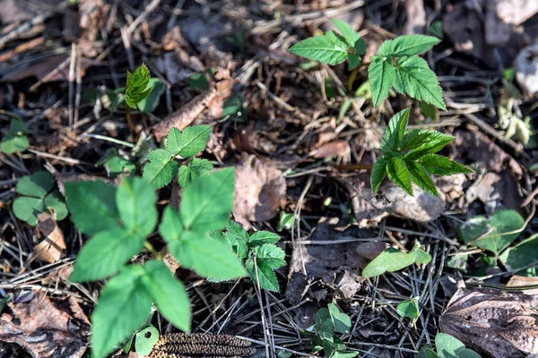 Hojas Jóvenes Brotes Ramas Árboles Principios Primavera Sobre Fondo Oscuro — Foto de Stock