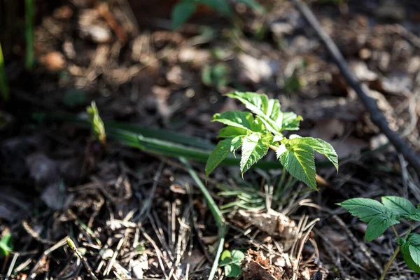 Llega Primavera Brote Verde Joven Está Emergiendo Las Viejas Hojas —  Fotos de Stock