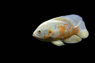Astronotus cichlid ya da Oscar. Amazon havzasındaki balıklar. Hobi olarak akvaryumlar. Astronotus beyaz brindle. Koyu arkaplanda akvaryum balığı.