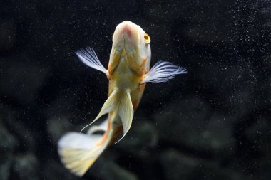 Astronotus cichlid ya da Oscar. Amazon havzasındaki balıklar. Hobi olarak akvaryumlar. Astronotus beyaz brindle. Koyu arkaplanda akvaryum balığı.