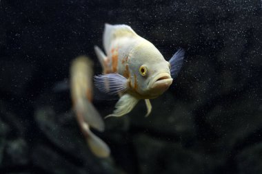 Astronotus cichlid ya da Oscar. Amazon havzasındaki balıklar. Hobi olarak akvaryumlar. Astronotus beyaz brindle. Koyu arkaplanda akvaryum balığı.