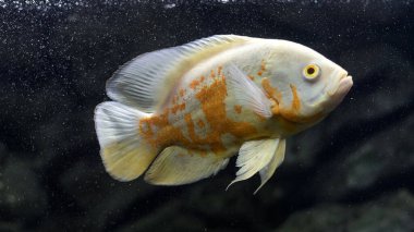 Astronotus cichlid ya da Oscar. Amazon havzasındaki balıklar. Hobi olarak akvaryumlar. Astronotus beyaz brindle. Koyu arkaplanda akvaryum balığı.