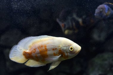 Astronotus cichlid ya da Oscar. Amazon havzasındaki balıklar. Hobi olarak akvaryumlar. Astronotus beyaz brindle. Koyu arkaplanda akvaryum balığı.