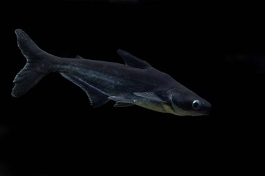 Iridescent shark, Striped catfish, Sutchi catfish (Pangasianodon hypophthalmus) isolate on black background. Catfish in the home aquarium. clipart