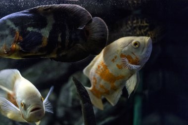 Astronotus cichlid ya da Oscar. Amazon havzasındaki balıklar. Hobi olarak akvaryumlar. Astronotus beyaz brindle. Koyu arkaplanda akvaryum balığı.