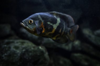 Akvaryum balığı. Cichlid astronotları ya da Oscar. Tatlı su balığı. Astronotus Dicle. Parlak Oscar balığı, Cichlid familyasından bir Güney Amerika tatlı su balığıdır..