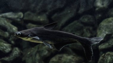 Iridescent shark, Striped catfish, Sutchi catfish (Pangasianodon hypophthalmus) isolate on black background. Catfish in the home aquarium. clipart