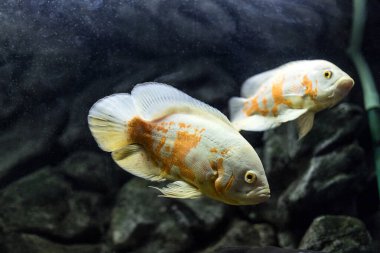 Astronotus cichlid ya da Oscar. Amazon havzasındaki balıklar. Hobi olarak akvaryumlar. Astronotus beyaz brindle. Koyu arkaplanda akvaryum balığı.