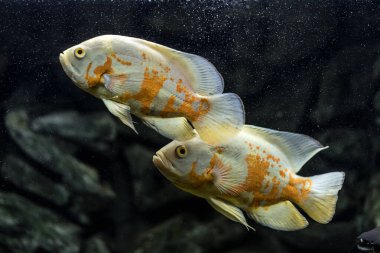 Astronotus cichlid ya da Oscar. Amazon havzasındaki balıklar. Hobi olarak akvaryumlar. Astronotus beyaz brindle. Koyu arkaplanda akvaryum balığı.