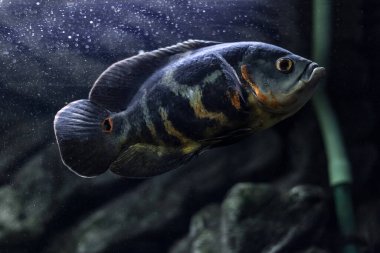 Akvaryum balığı. Cichlid astronotları ya da Oscar. Tatlı su balığı. Astronotus Dicle. Parlak Oscar balığı, Cichlid familyasından bir Güney Amerika tatlı su balığıdır..